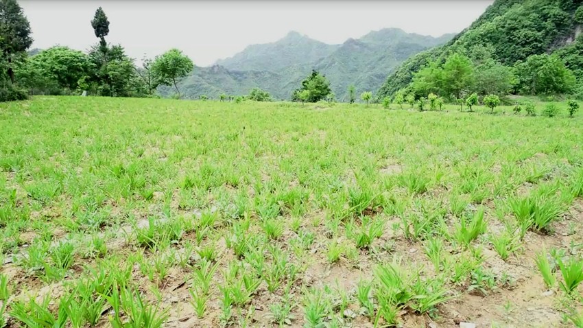 5、白及种植基地_副本.jpg